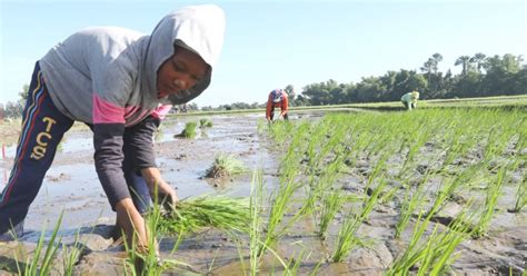 kumikitang kabuhayan|Marcos bares 3 ‘dreams’ for PH agriculture sector.